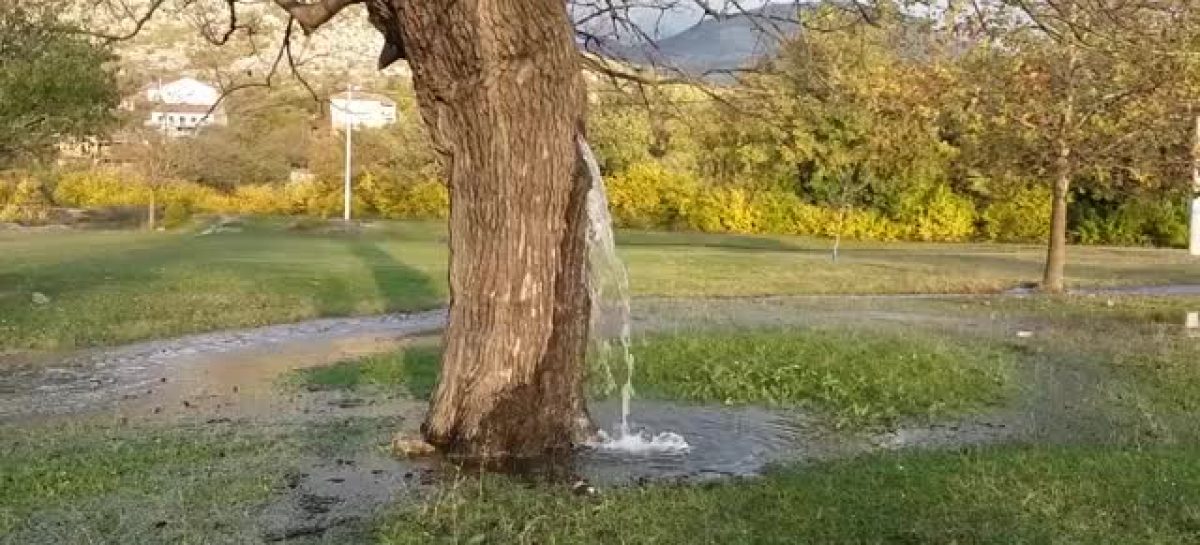 (ВИДЕО) Дрво од кое тече вода, единствен феномен во Црна Гора.