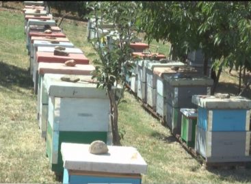 Се зголемува интересот за пчеларство во Регионот.