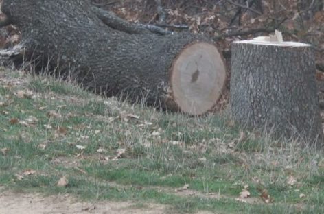 Криминал со дрва вреден стотици илјади евра се случувал во беровско Русиново. Инволвирани се фирма и поединци од шумска полиција.