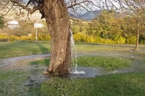 (ВИДЕО) Дрво од кое тече вода, единствен феномен во Црна Гора.