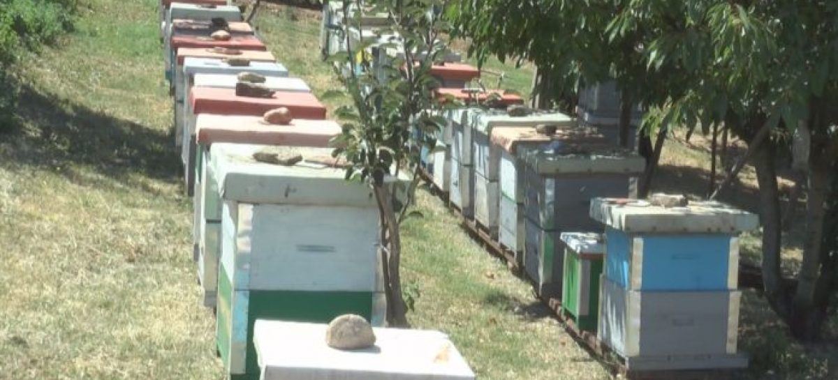 Се зголемува интересот за пчеларство во Регионот.