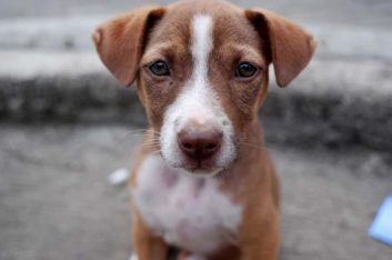 Општина Берово објави јавен повик за субвенционирање на трошоците за стерилизација на 30 женки-кучиња