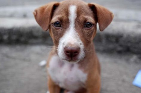 Општина Берово објави јавен повик за субвенционирање на трошоците за стерилизација на 30 женки-кучиња